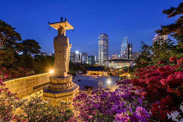화려한 봄꽃 너머로 보이는 봉은사 미륵대불 뒷모습과 강남 도심 야경
