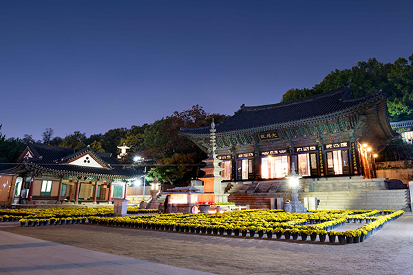 노란 국화 화분으로 장식된 봉은사 대웅전 앞마당의 고즈넉한 밤 풍경