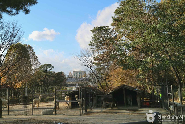 서울어린이대공원 울타리 안 마당에서 휴식을 취하고 있는 알파카와 나귀들의 모습