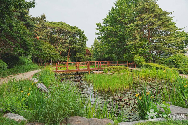 서울 남산야외식물원 연못과 나무 다리가 있는 자연 생태 정원 풍경