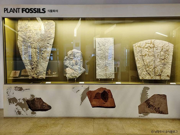 미호박물관 식물 화석 전시 공간