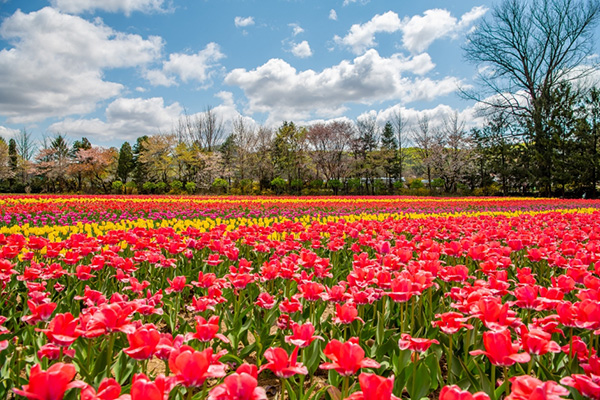 벽초지수목원 사진
