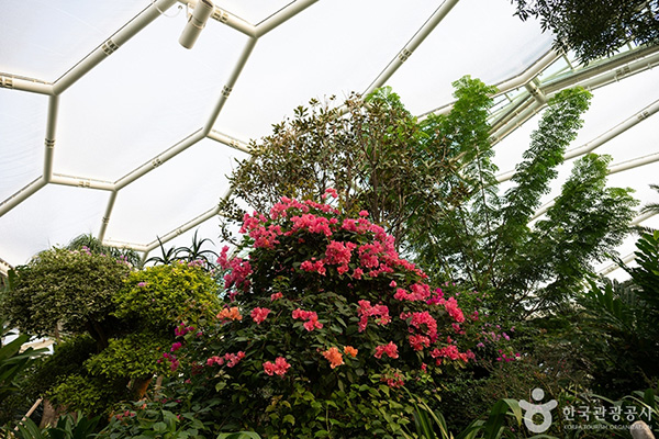 부천호수식물원 수피아 실내 꽃 식물 전경