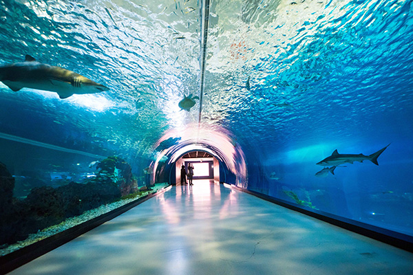 아쿠아플라넷 제주 수중 터널 전경