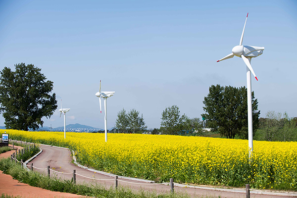 안성팜랜드 유채꽃밭과 풍력발전기 풍경